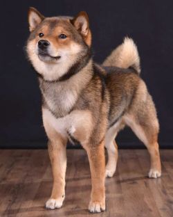 picture of dog