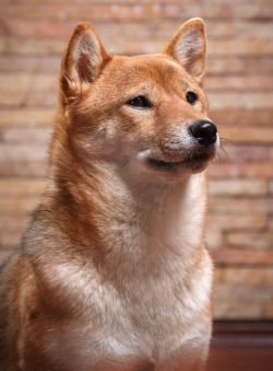picture of dog