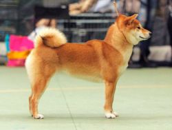 picture of dog