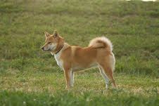 picture of dog
