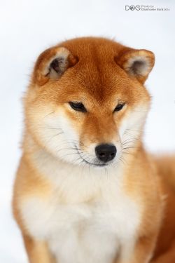 picture of dog