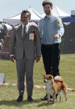 picture of dog