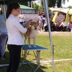 picture of dog