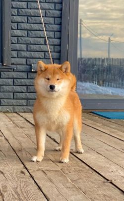 picture of dog
