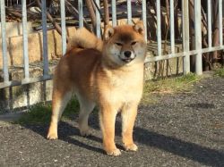 picture of dog