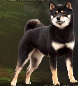 picture of dog