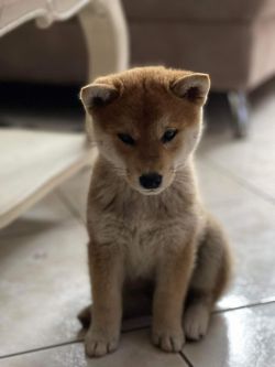picture of dog