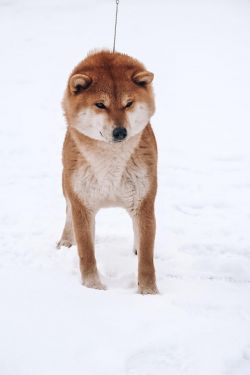 picture of dog