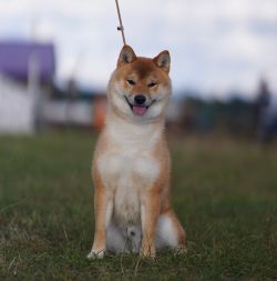 picture of dog