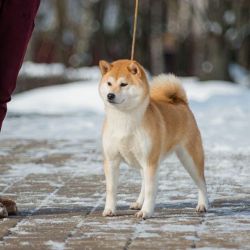 picture of dog