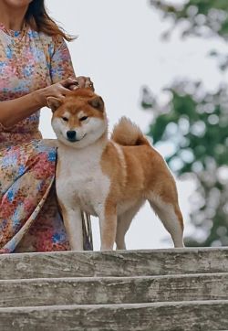 picture of dog