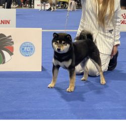 picture of dog