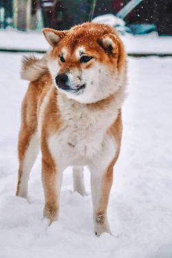 picture of dog