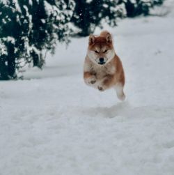 picture of dog