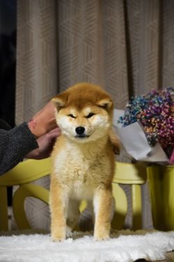 picture of dog
