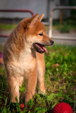 picture of dog