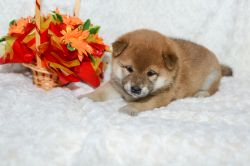 picture of dog