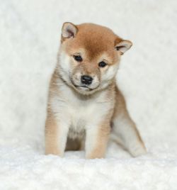 picture of dog