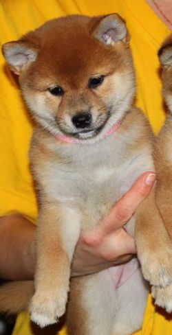 picture of dog