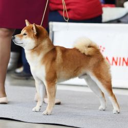 picture of dog