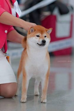 picture of dog