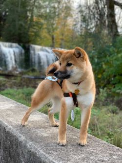 picture of dog