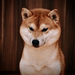 picture of dog
