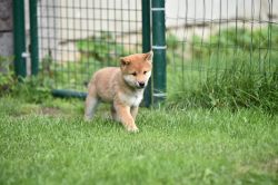 picture of dog