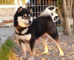 picture of dog