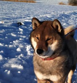 picture of dog