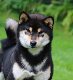 picture of dog