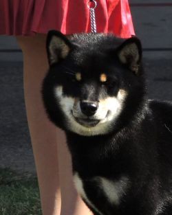 picture of dog