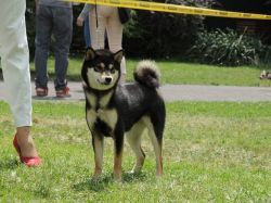 picture of dog