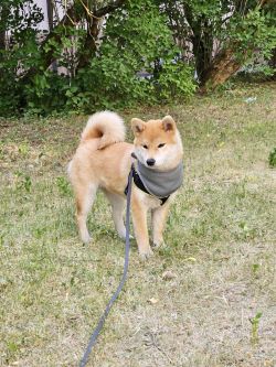 picture of dog