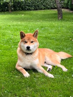 picture of dog