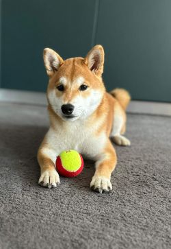 picture of dog