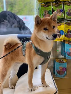 picture of dog