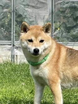 picture of dog