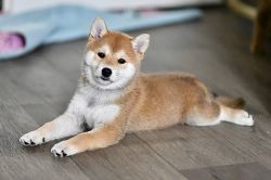 picture of dog