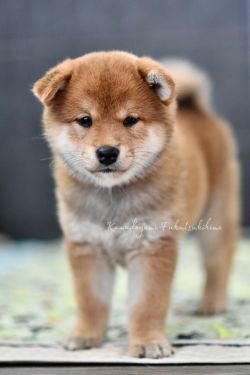 picture of dog