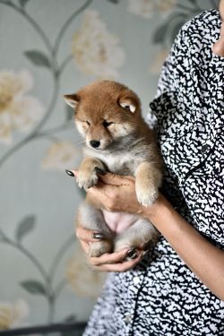picture of dog