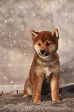 picture of dog