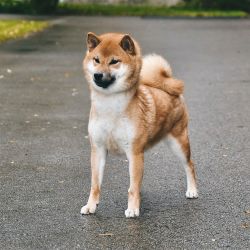 picture of dog