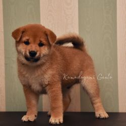picture of dog