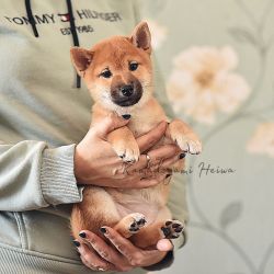 picture of dog