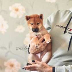 picture of dog