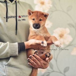 picture of dog