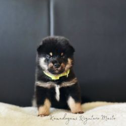 picture of dog