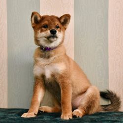 picture of dog