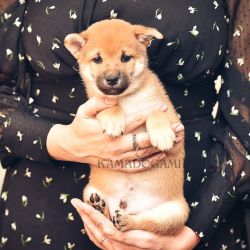 picture of dog